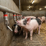 Bebederos Cerdos 1/2 Acero Inoxidable Marrano Cochino Exxel